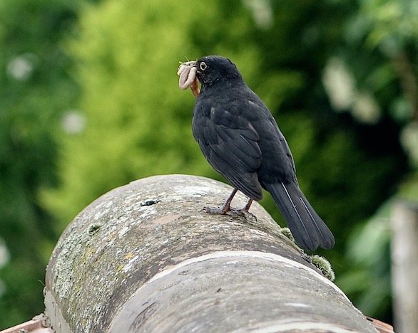 blackbird